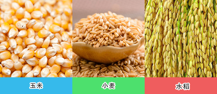 軟管式吸糧機行（háng）業